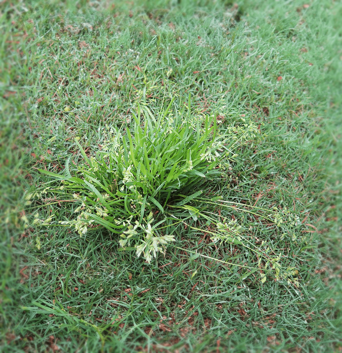 How to kill Poa Annua in my grass - Bluegrass